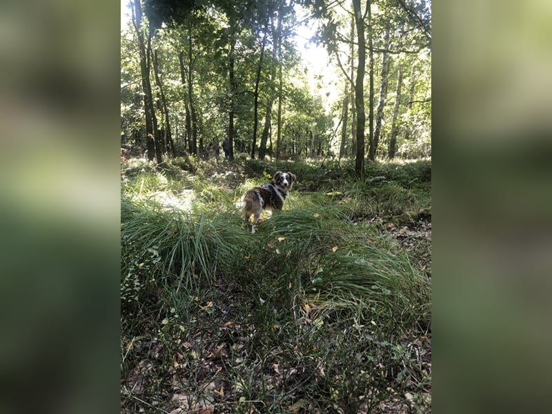 Toy Australian Shepherd erfahrener Deckrüde ASDR 35 cm reine Toy Linie  Australian Shepherd