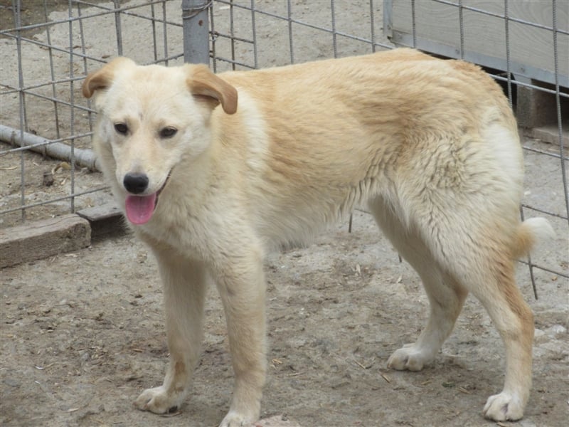 KIARA ❤ EILIG sucht Zuhause oder Pflegestelle