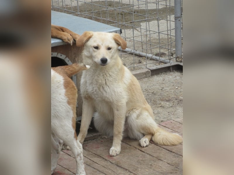 KIARA ❤ EILIG sucht Zuhause oder Pflegestelle