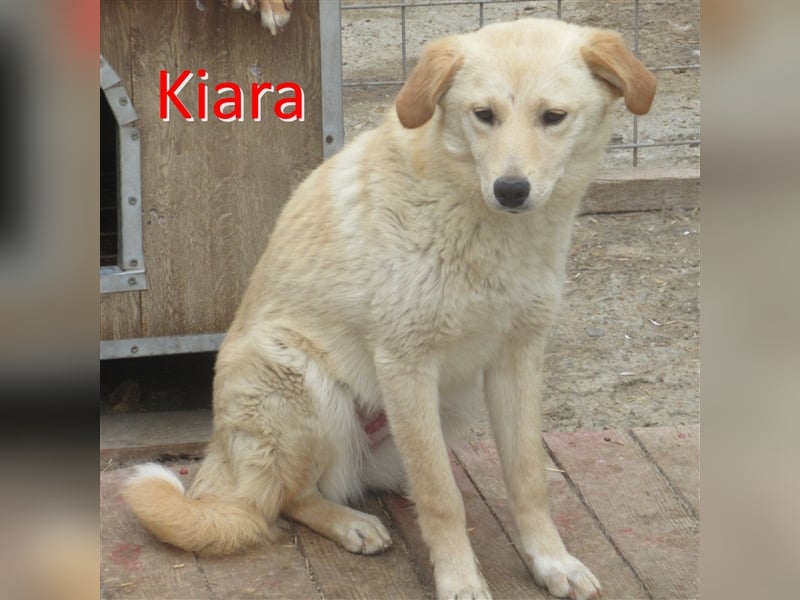 KIARA ❤ EILIG sucht Zuhause oder Pflegestelle