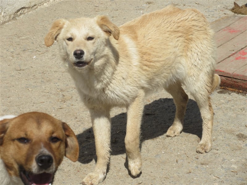 KIARA ❤ EILIG sucht Zuhause oder Pflegestelle