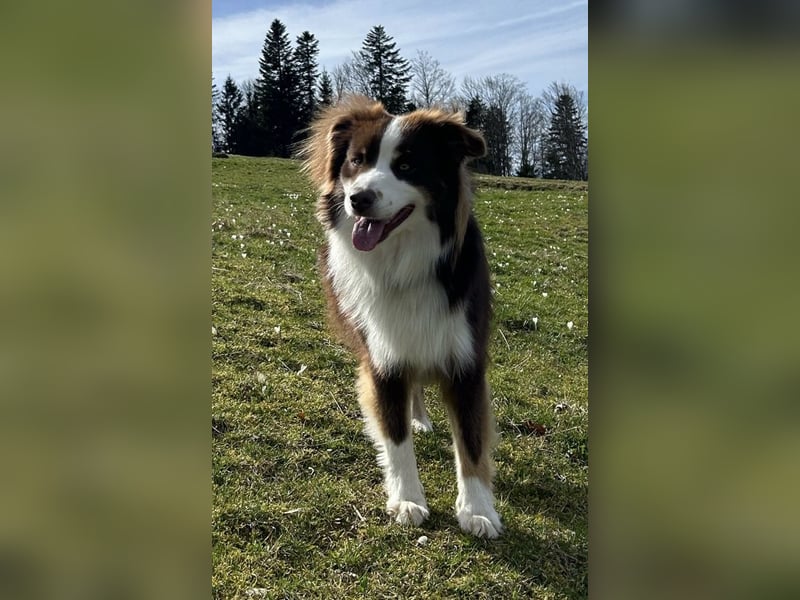 red tri Deckrüde Mini Aussie /Mini Australian Shepherd /Miniature American /MAS /ASDR /EMASCD