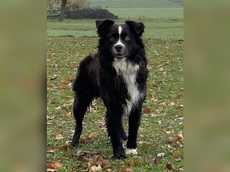 dark red bi Deckrüde Mini Aussie /Mini Australian Shepherd /Miniature American /MAS /ASDR /EMASCD