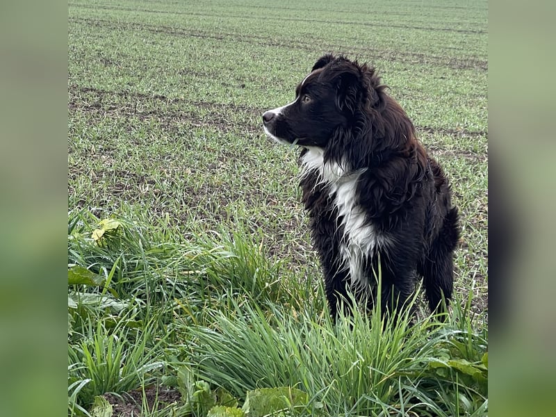dark red bi Deckrüde Mini Aussie /Mini Australian Shepherd /Miniature American /MAS /ASDR /EMASCD