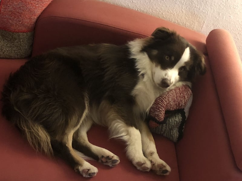 red tri Deckrüde Mini Aussie /Mini Australian Shepherd /Miniature American /MAS /ASDR /EMASCD