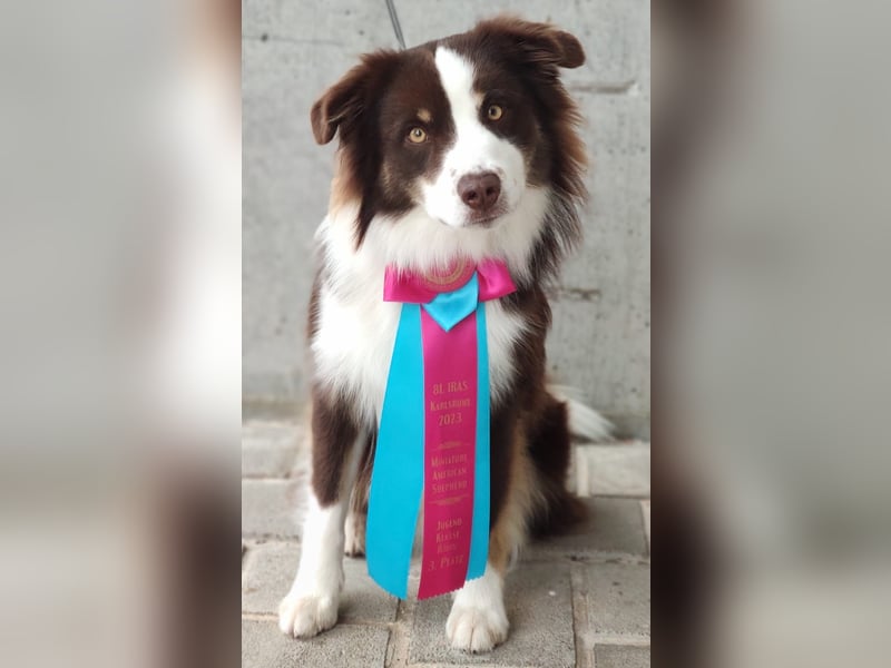 red tri Deckrüde Mini Aussie /Mini Australian Shepherd /Miniature American /MAS /ASDR /EMASCD