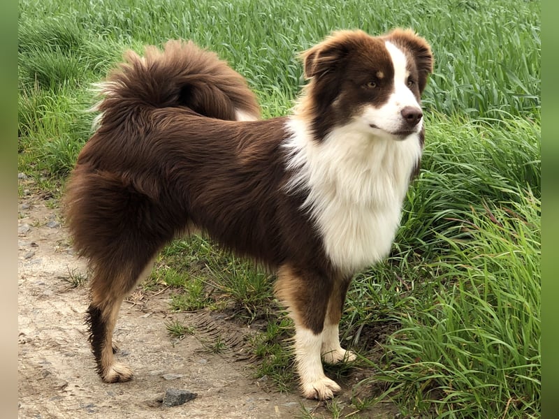 red tri Deckrüde Mini Aussie /Mini Australian Shepherd /Miniature American /MAS /ASDR /EMASCD