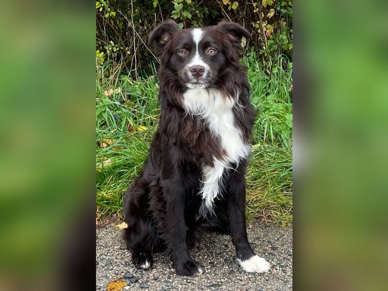 Deckrüde Mini Aussie / Mini Australian Shepherd / Miniature American Shepherd / MAS / ASDR / EMASCD