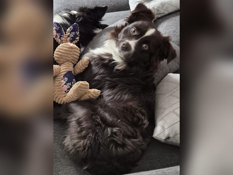 dark red bi Deckrüde Mini Aussie /Mini Australian Shepherd /Miniature American /MAS /ASDR /EMASCD