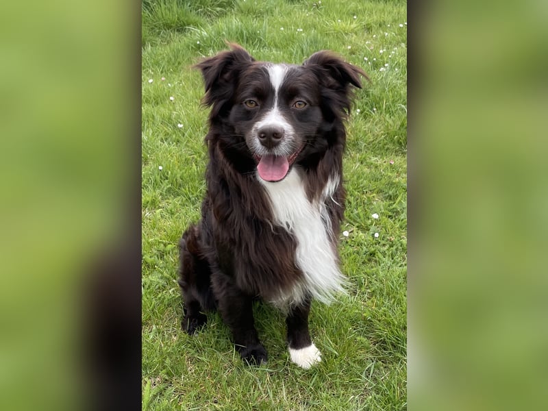 dark red bi Deckrüde Mini Aussie /Mini Australian Shepherd /Miniature American /MAS /ASDR /EMASCD