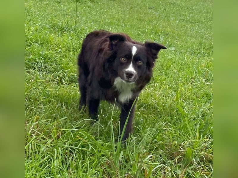 dark red bi Deckrüde Mini Aussie /Mini Australian Shepherd /Miniature American /MAS /ASDR /EMASCD