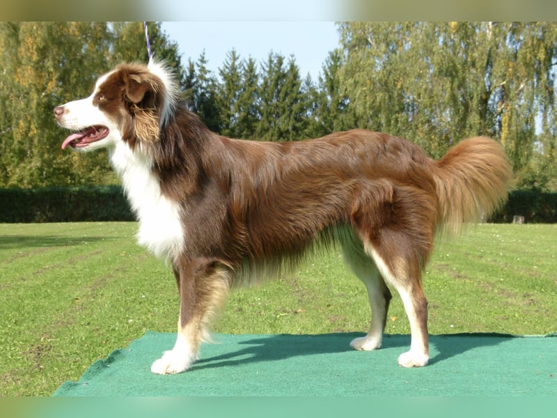 red tri Deckrüde Mini Aussie /Mini Australian Shepherd /Miniature American /MAS /ASDR /EMASCD