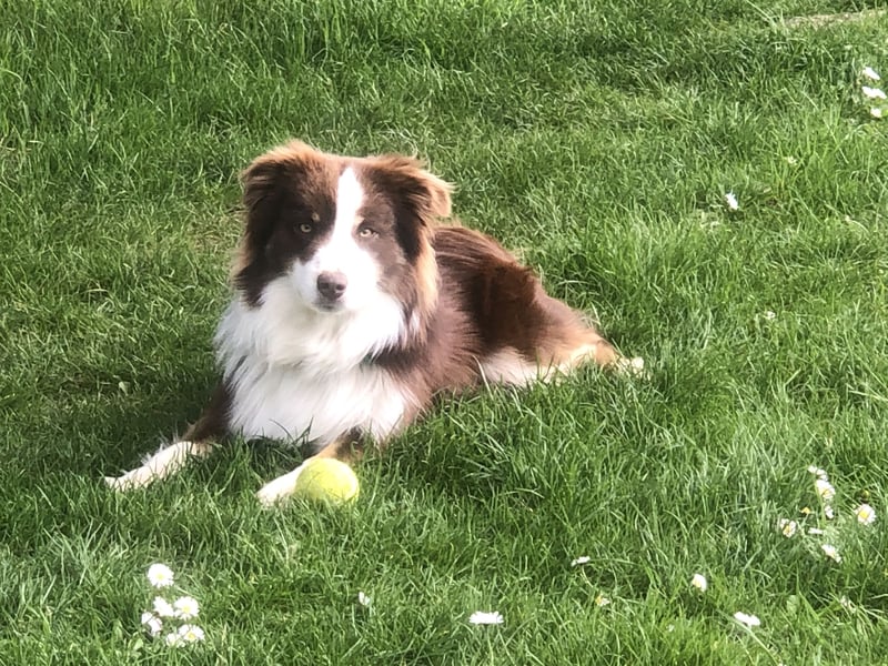 red tri Deckrüde Mini Aussie /Mini Australian Shepherd /Miniature American /MAS /ASDR /EMASCD