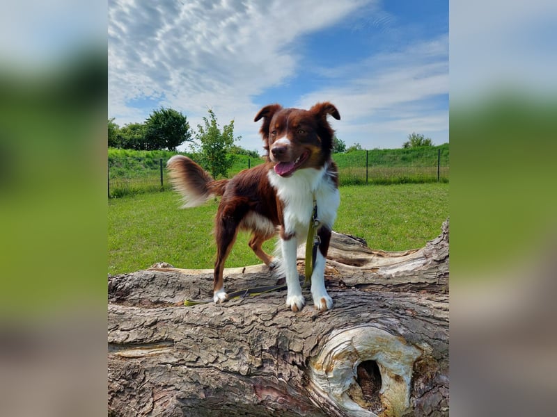 Miniature-Australian Shepherd Deckrüde - kein Verkauf
