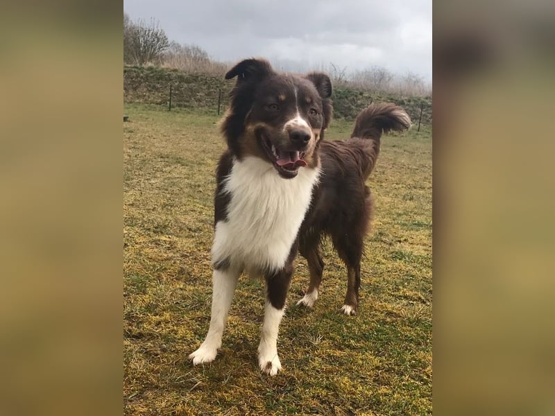 Miniature-Australian Shepherd Deckrüde - kein Verkauf