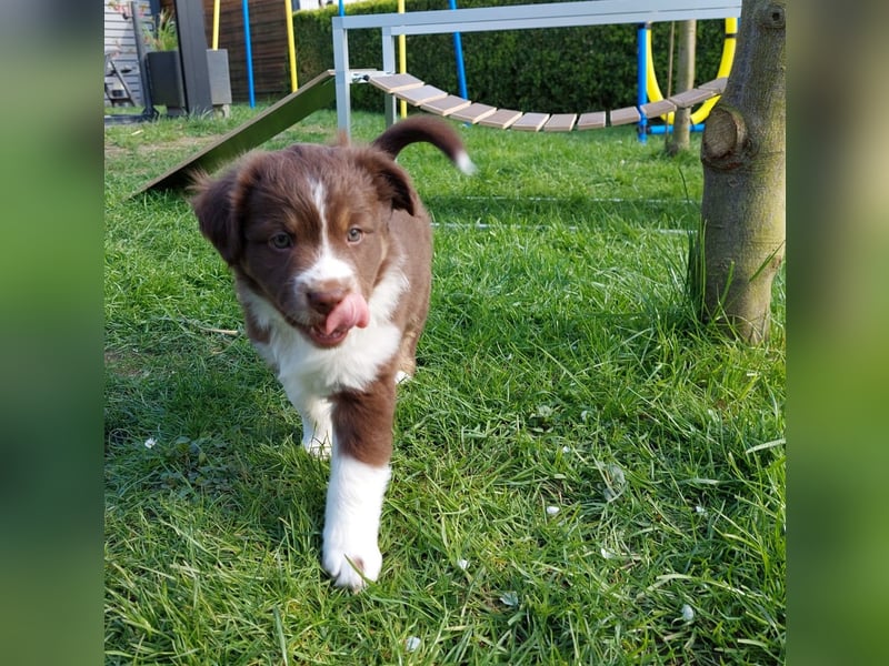Miniature-Australian Shepherd Deckrüde - kein Verkauf