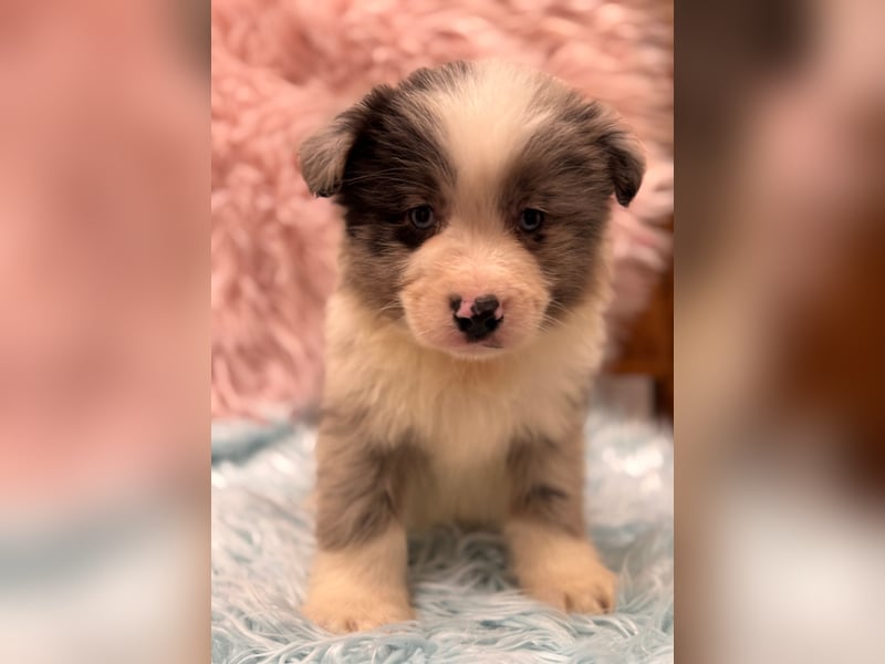 Tolle kleine Mini Australian Shepherd Welpen suchen Ihre Herzenfank
