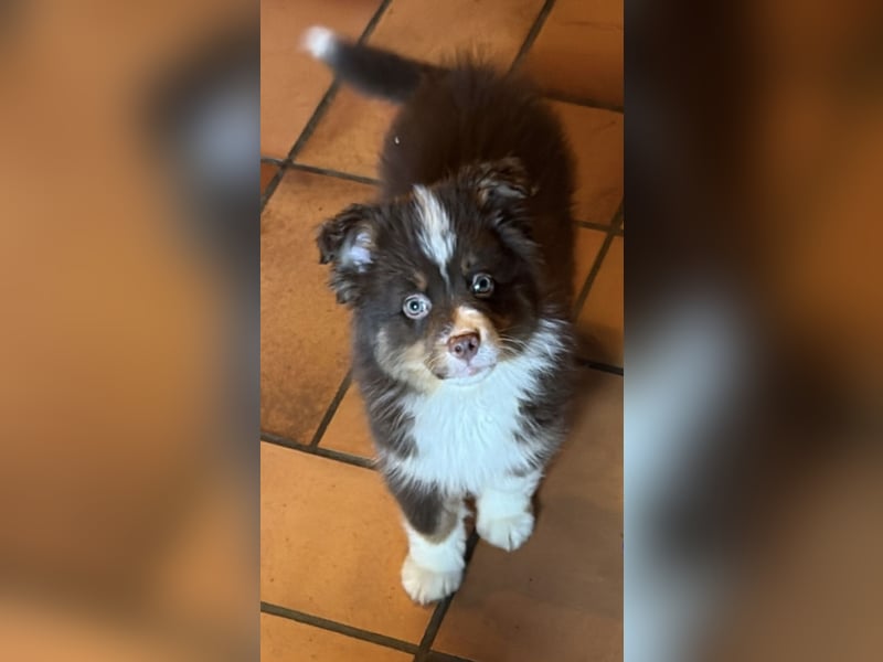 Tolle kleine Mini Australian Shepherd Welpen suchen Ihre Herzenfank