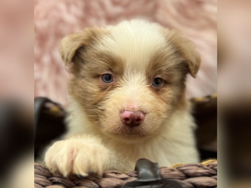 Tolle kleine Mini Australian Shepherd Welpen suchen Ihre Herzenfank