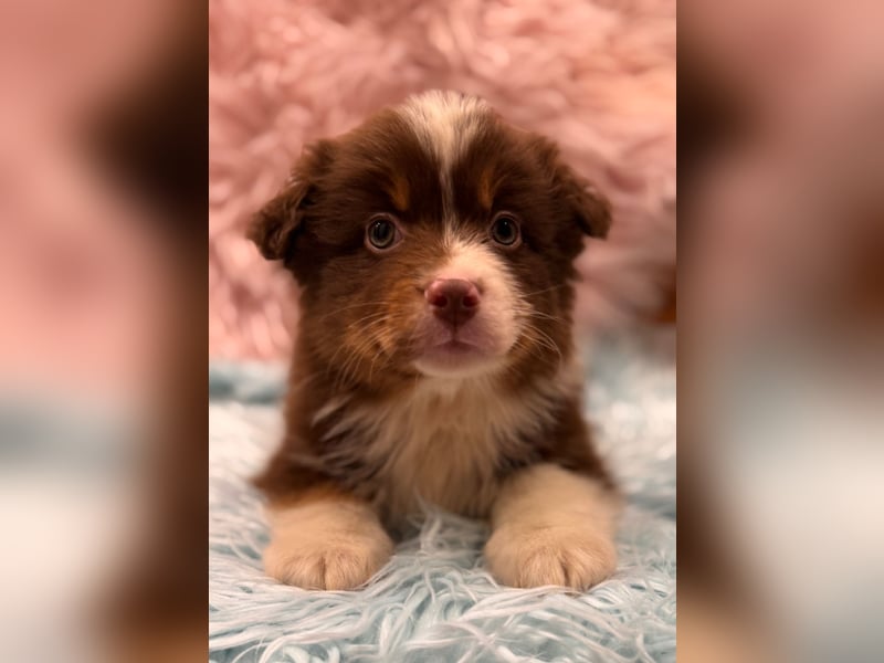 Tolle kleine Mini Australian Shepherd Welpen suchen Ihre Herzenfank