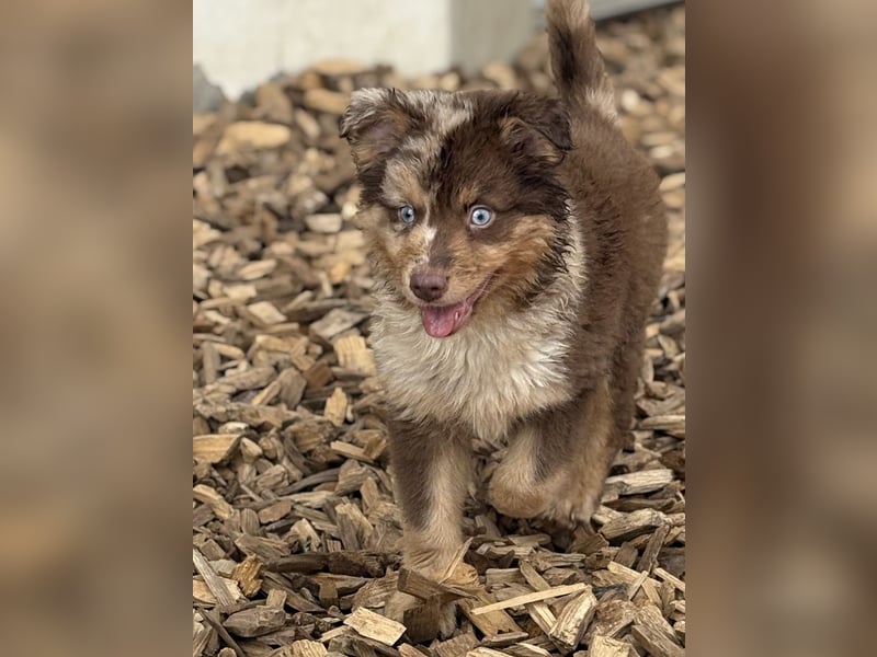 Tolle kleine Mini Australian Shepherd Welpen suchen Ihre Herzenfank