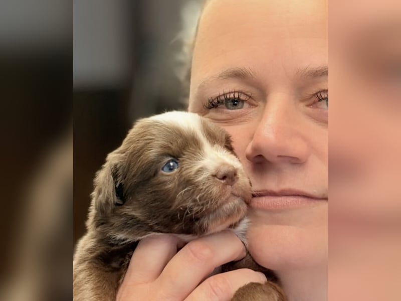 Tolle kleine Mini Australian Shepherd Welpen suchen Ihre Herzenfank