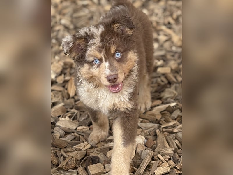 Tolle kleine Mini Australian Shepherd Welpen suchen Ihre Herzenfank