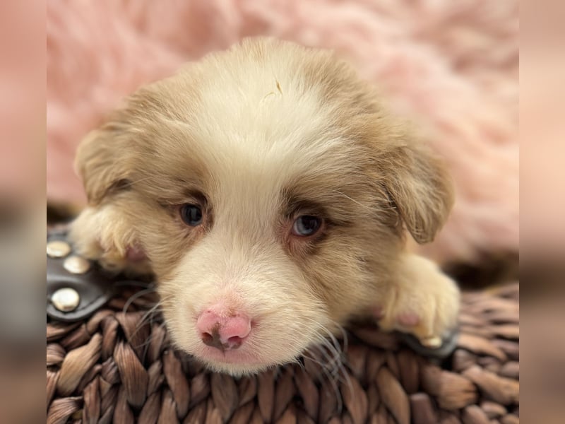 Tolle kleine Mini Australian Shepherd Welpen suchen Ihre Herzenfank
