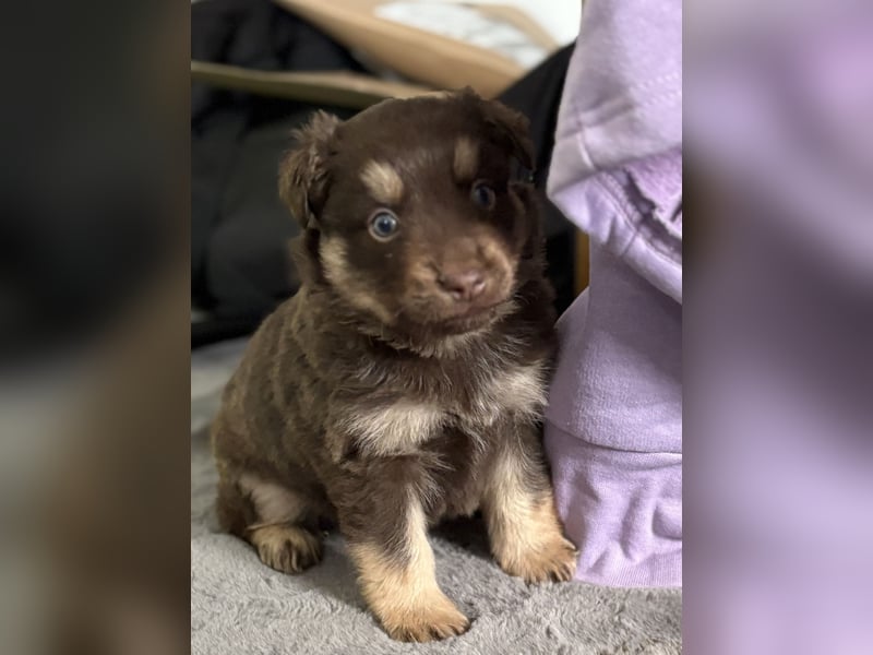 Tolle kleine Mini Australian Shepherd Welpen suchen Ihre Herzenfank