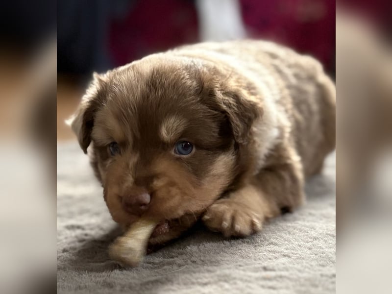 Tolle kleine Mini Australian Shepherd Welpen suchen Ihre Herzenfank