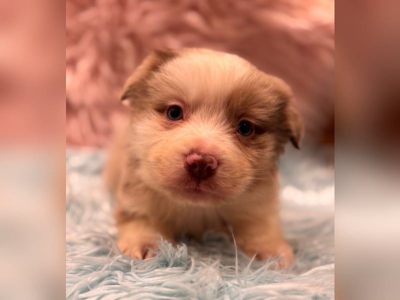 Tolle kleine Mini Australian Shepherd Welpen suchen Ihre Herzenfank