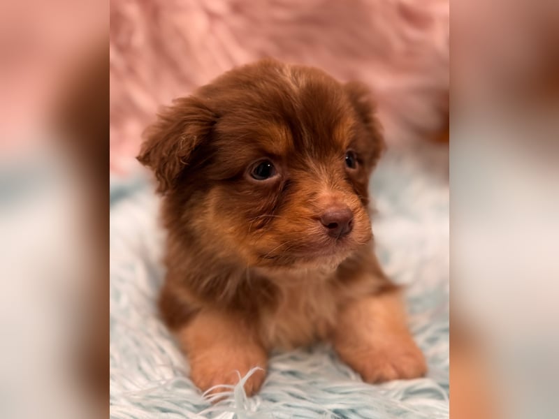 Tolle kleine Mini Australian Shepherd Welpen suchen Ihre Herzenfank