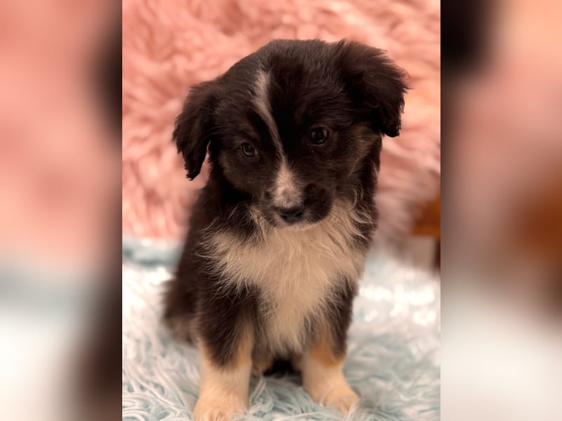 Tolle kleine Mini Australian Shepherd Welpen suchen Ihre Herzenfank