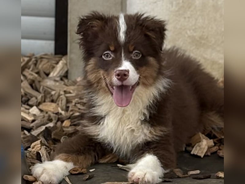 Tolle kleine Mini Australian Shepherd Welpen suchen Ihre Herzenfank