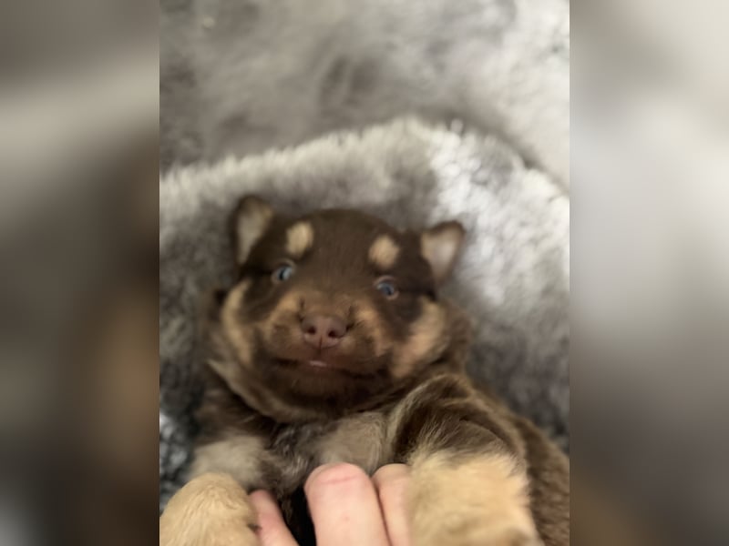 Tolle kleine Mini Australian Shepherd Welpen suchen Ihre Herzenfank