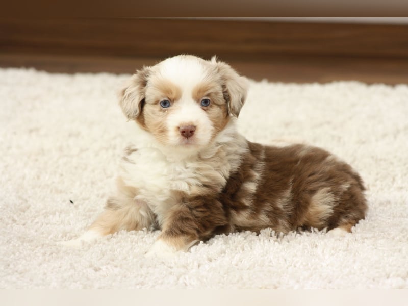 Mini Australian Shepherd