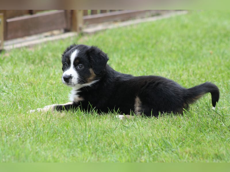 Mini Australian Shepherd