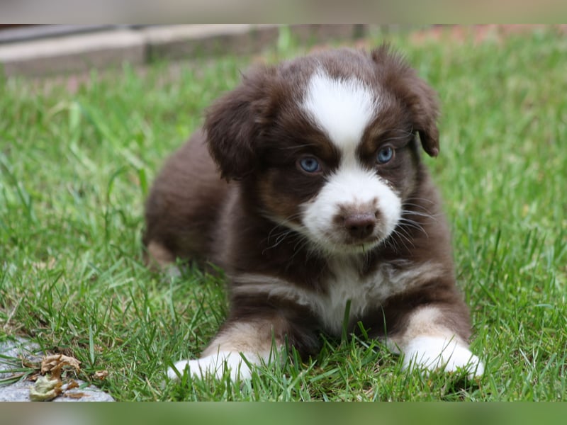 Mini Australian Shepherd