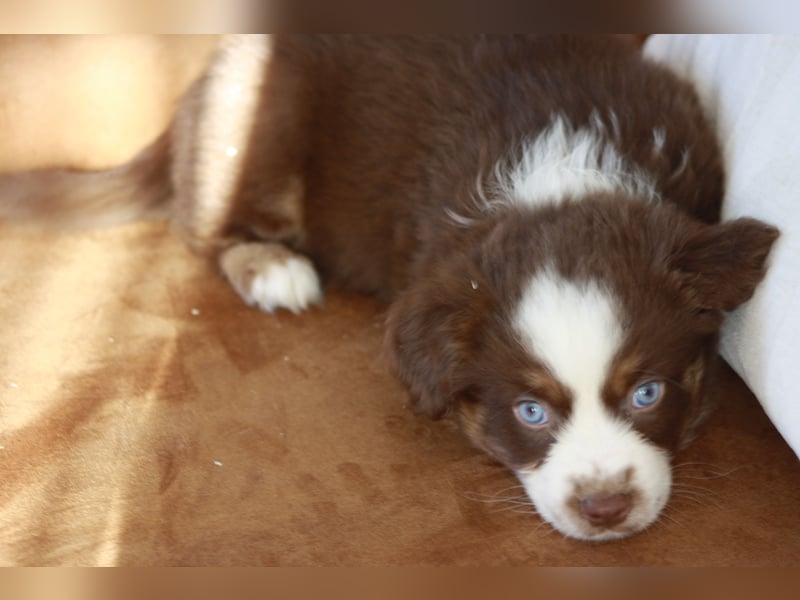 Mini Australian Shepherd