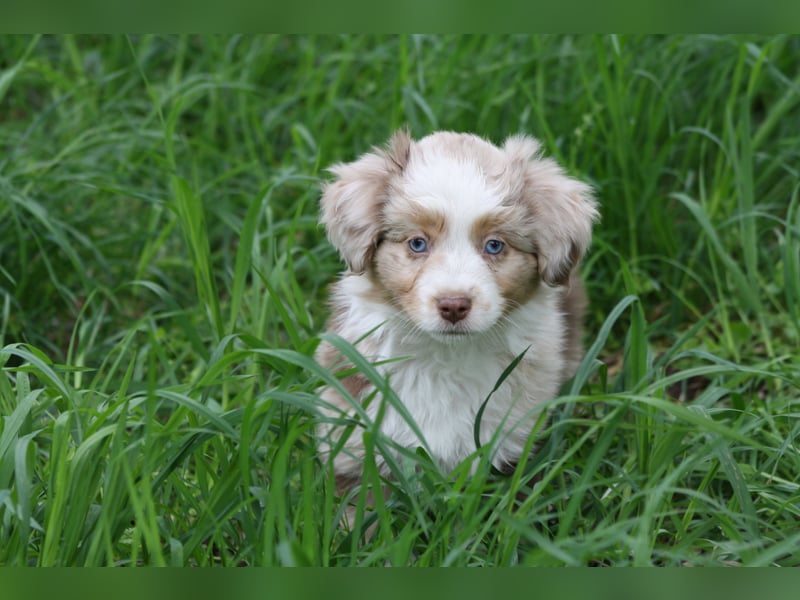 Mini Australian Shepherd