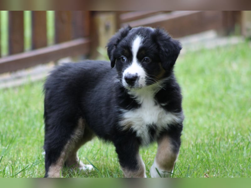 Mini Australian Shepherd