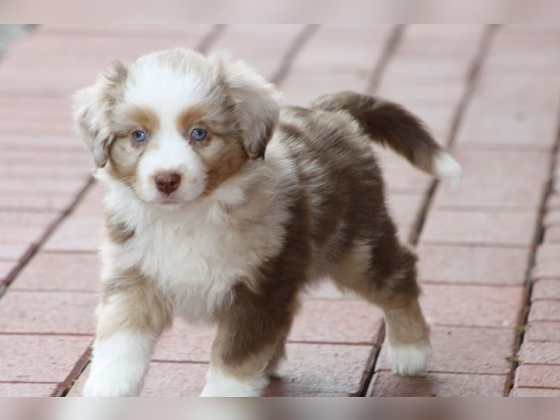 Mini Australian Shepherd