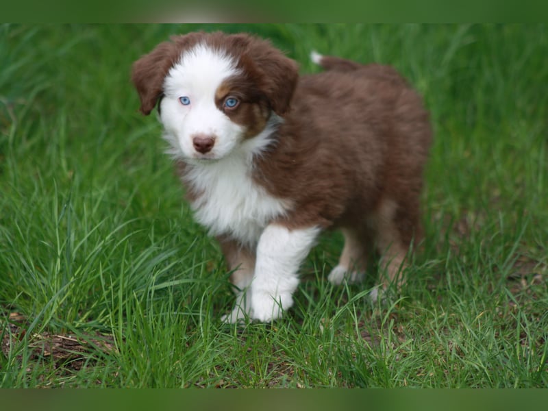 Mini Australian Shepherd