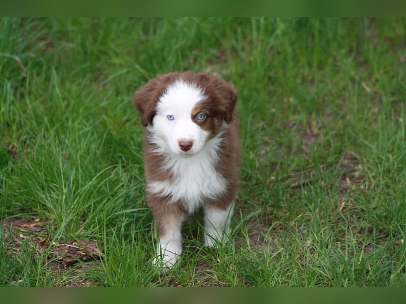 Mini Australian Shepherd