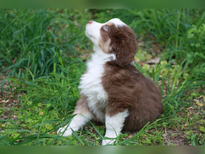 Mini Australian Shepherd