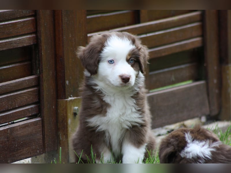 Mini Australian Shepherd