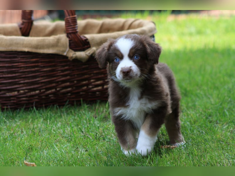 Mini Australian Shepherd