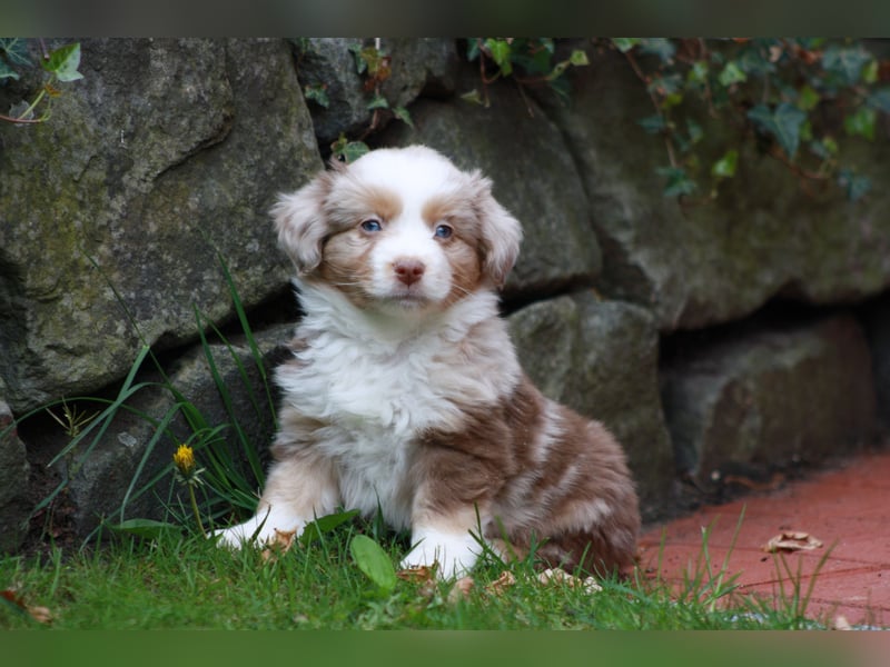 Mini Australian Shepherd