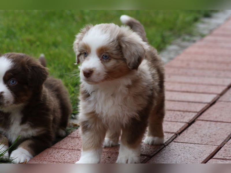 Mini Australian Shepherd