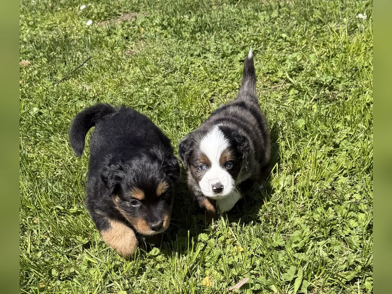 Miniature Australian Shepherd Welpen (Mini Aussie)
